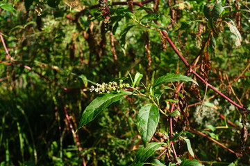 Young Berries on Poke Weed or Poke Salad plant