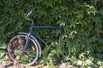 von Weinlaub überwuchertes Fahrrad steht scheinbar lang Zeit ungenutzt an einer Hauswand in...