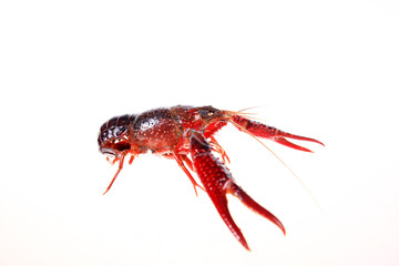 Crayfish