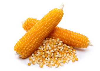 Cob of popcorn, yellow grain isolated on white background