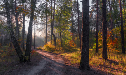 Obraz premium Forest. Good autumn morning. The sun's rays play in the branches of trees. Pleasant walk in the nature.