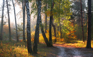 Forest. Good autumn morning. The sun's rays play in the branches of trees. Pleasant walk in the nature.