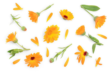 Calendula. Marigold flower isolated on white background. Top view. Flat lay pattern - obrazy, fototapety, plakaty