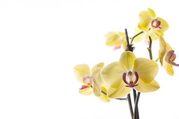 Naklejka na ściany i meble Orchid buds on a branch on a white background.