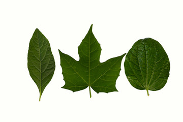 Green leaf on white background.Cnidoscolus aconitifolius, commonly known as chaya or tree spinach.