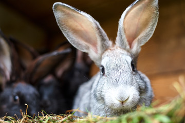 Cute gray and brown rabbit in a cage, close up