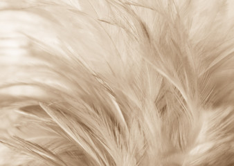 Beautiful abstract white and brown feathers on white background and soft yellow feather texture on white pattern and yellow background, feather background, gold feathers banners, brown texture
