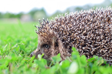 Hedgehog, wild animal with cute nose and eye close up on blurred background outdoors. Native European adult little hedgehog in green grass.