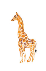 The giraffe drawn with the wax crayons
