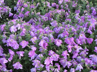 Obraz premium flower. Flowers. 
