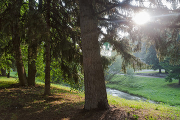 Fototapeta premium morning in the forest