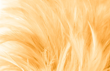 Beautiful abstract texture close up color black white and gold feathers on the white background and wallpaper