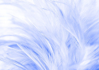 Fototapeta na wymiar Beautiful abstract texture close up color white and blue feathers background and wallpaper