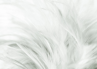 Beautiful abstract close up color black and white feathers background and wallpaper