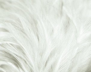 Beautiful abstract close up color black and white feathers background and wallpaper