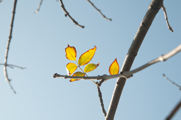 yellow leaves on an autumn tree, the first autumn days
