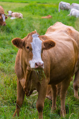 Naklejka na ściany i meble Grasende Kühe auf der Weide