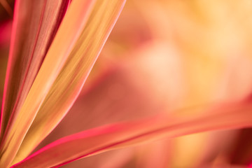 Closeup nature view of leaf texture background in living coral tone.