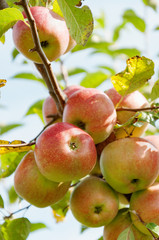 Ripe juicy apple grow on branch against blurred apple tree in garden. Horticulture and agriculture concept.
