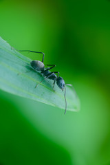 black ant on green leaf