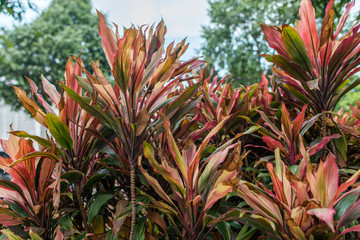Obraz premium Bush with large leaves and bright green young foliage as the background.