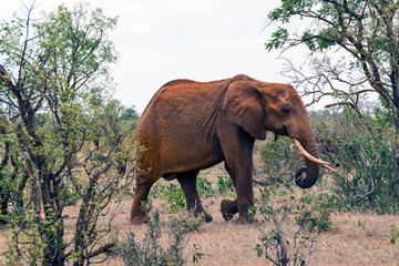 Fototapeta na wymiar Single elephant in the savannah