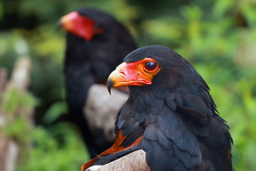 The bateleur (Terathopius ecaudatus) sitting in the green in the background sits the second eagle. African eagles sitting in green bush.