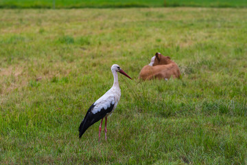 Obraz na płótnie Canvas Storch und Kühe zusammen auf der Weide