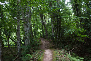 Obraz premium Bosque con camino en Asturias, España