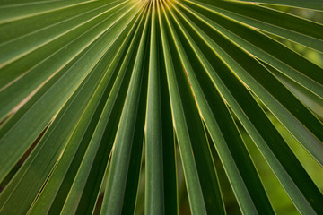 Closeup of green leaf with radial straight strips.