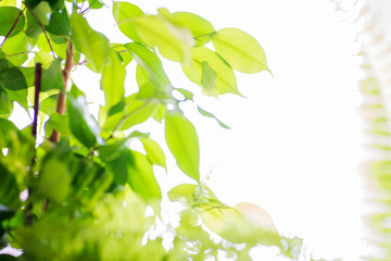 green leafs on blurred garden baclground texture