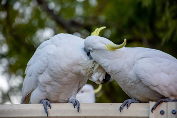 Sulphur-crested cockatoos flirting on a fence. Urban wildlife. Backyard visitors.