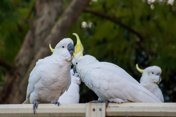 Sulphur-crested cockatoos flirting on a fence. Urban wildlife. Backyard visitors.
