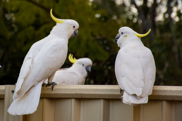 Sulphur-crested cockatoos seating on a fence. Urban wildlife. Australian backyard visitors
