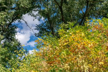 The first yellowed autumn foliage on a background of green trees