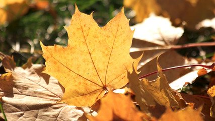 Autumn yellow leaves on ground close up. Dried maple leaf on the ground in autumn sunlight. Autumn leaves on ground with sunlight rays.