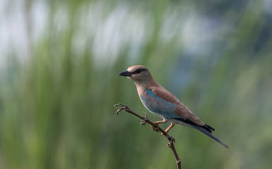 Eurasian Roller sitting on tree