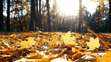 Maple leaves on ground in sunlight in autumn. Sunrays through trees in woodland. Stunning park scenery in warm autumn day.