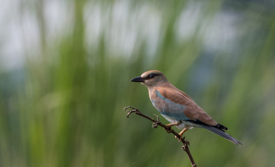 Eurasian Roller sitting on tree