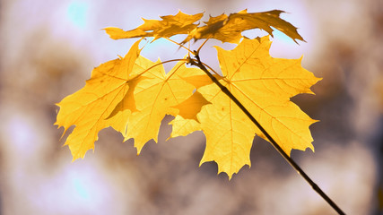 Branch with yellow autumn leaves close up. Close up yellow maple leaves on branch. Beautiful fall blurred background.