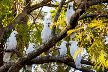 Sulphur-crested cockatoos seating on a tree. Urban wildlife. Australian backyard visitors
