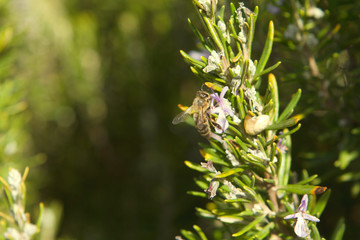 Fototapeta na wymiar Bee pollinating wild flowers with snail. Making honey. Climate change