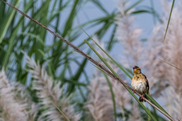 Baya Weaver sitting on perch of tree