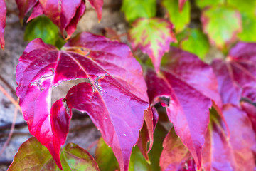 Close up on red, colorful autumn or Fall ivy leaves. Autumn background.