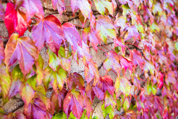 Autumn ivy background. Colorful leaves covering wall during autumn afternoon.