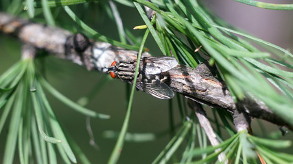 fly close - up on a pine branch