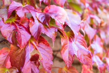 Autumn ivy background. Colorful leaves covering wall during autumn afternoon.