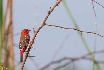 Red Avadavat/Lal Munia sitting on perch of tree