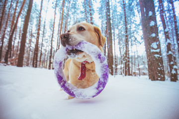 A dog holds a training ring in its mouth. A dog walks in a snowy pine forest in winter