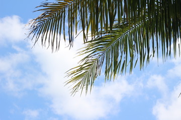 Fototapeta na wymiar coconut leaf with blue sky background